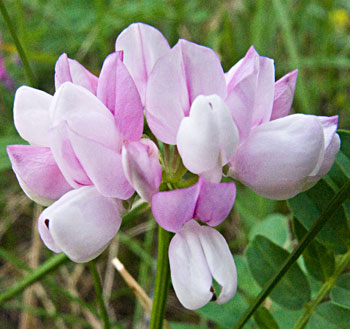 pale form